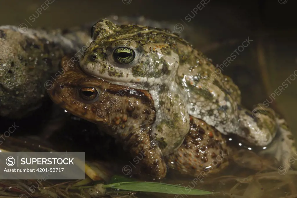 Natterjack Toad (Bufo calamita) pair in amplexus, Picardie, France