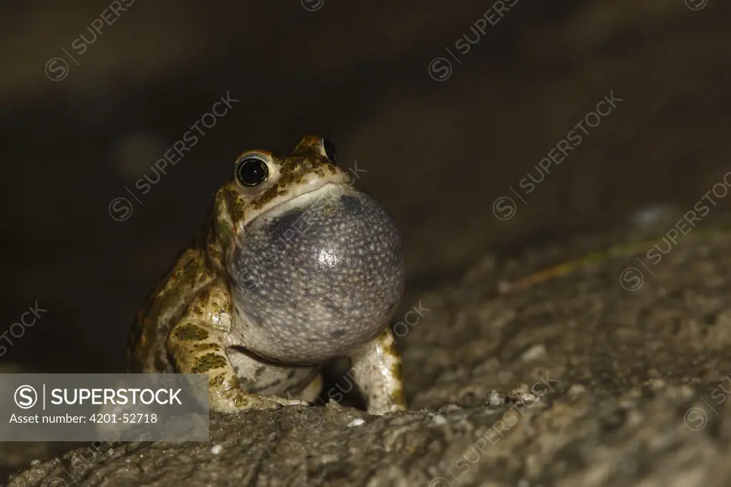 Natterjack Toad (Bufo calamita) male calling, Picardie, France