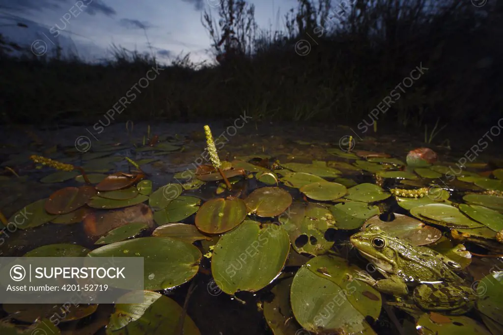 Common Frog (Rana temporaria) in pond, Burgundy, France