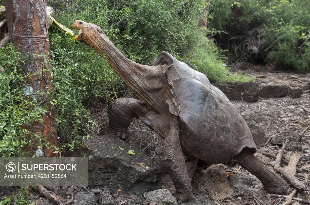 Saddleback Galapagos Tortoise (Geochelone nigra hoodensis) named Diego, an old male returned to the Galapagos from the San Diego Zoo in 1977 and sire of large number of young in captive breeding program, stretching high to browse on cactus pads, Galapagos Islands, Ecuador