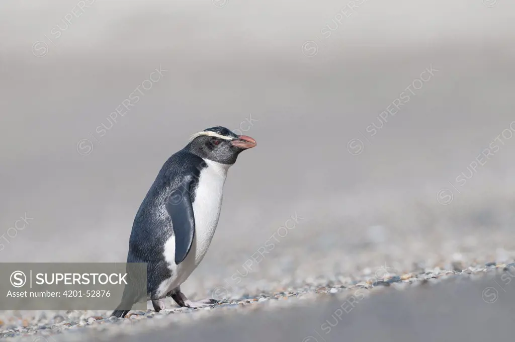 Fjordland Penguin (Eudyptes pachyrhynchus) coming ashore on secluded beach to access nesting colony in thick forest, New Zealand