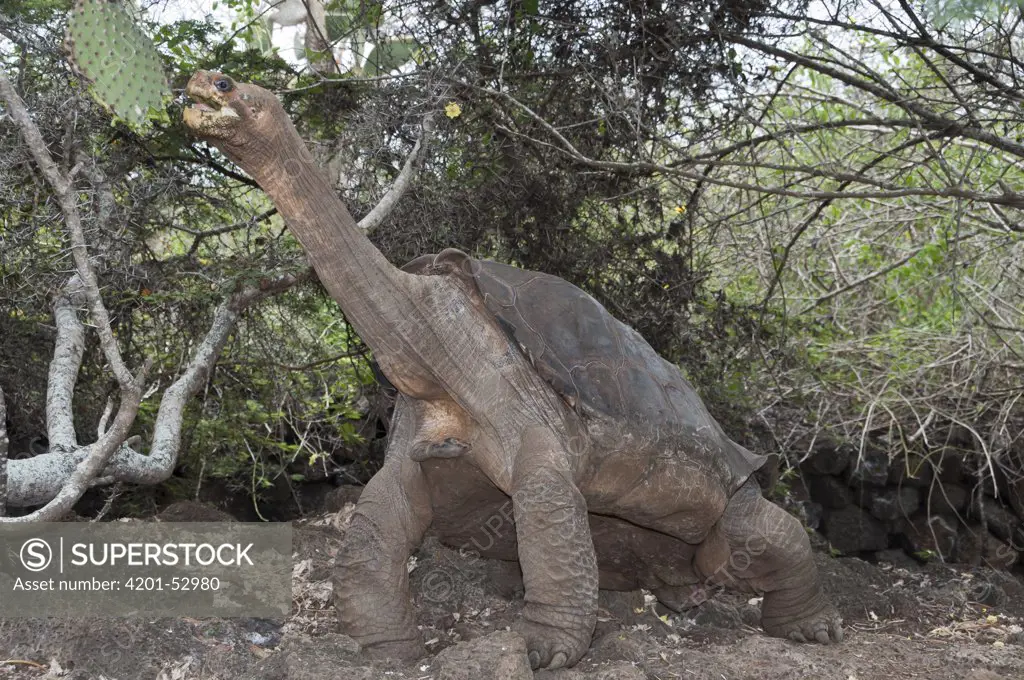 Pinta Island Galapagos Tortoise (Geochelone nigra abingdoni) named Lonesome George is the last individual of his subspecies, Charles Darwin Research Center, Pinta Island, Galapagos Islands, Ecuador