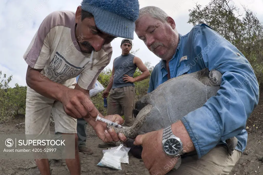 Volcan Wolf Tortoise (Geochelone nigra becki) having blood taken for DNA analysis, this subspecies shows genetic markers from Pinta and Floreana Island subspecies, Galapagos Islands, Ecuador