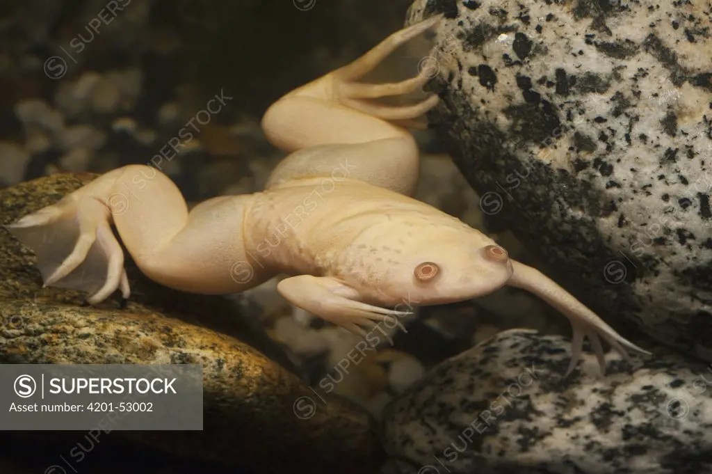 African Clawed Frog (Xenopus laevis) albino floating near water surface, native to southern Africa