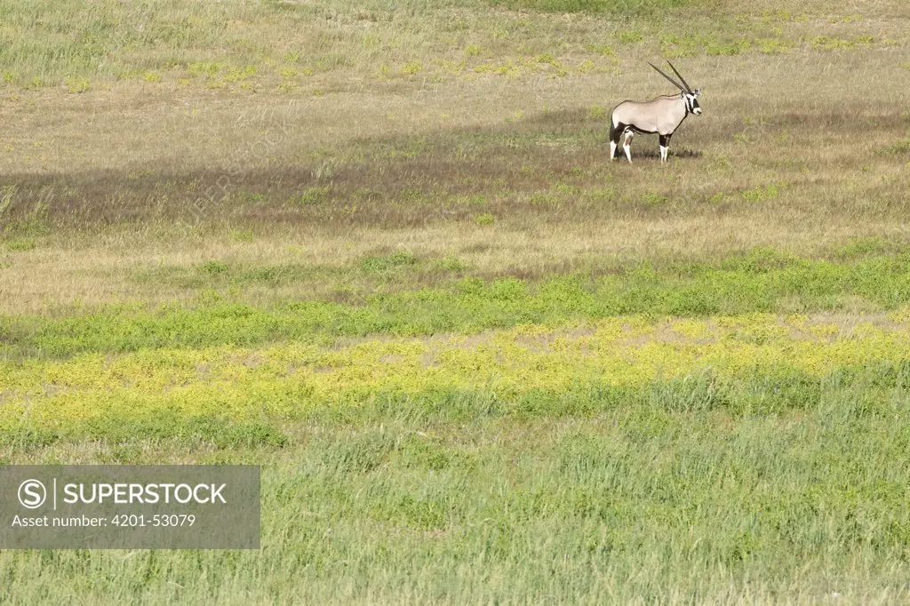 Oryx (Oryx gazella), Kalahari, South Africa