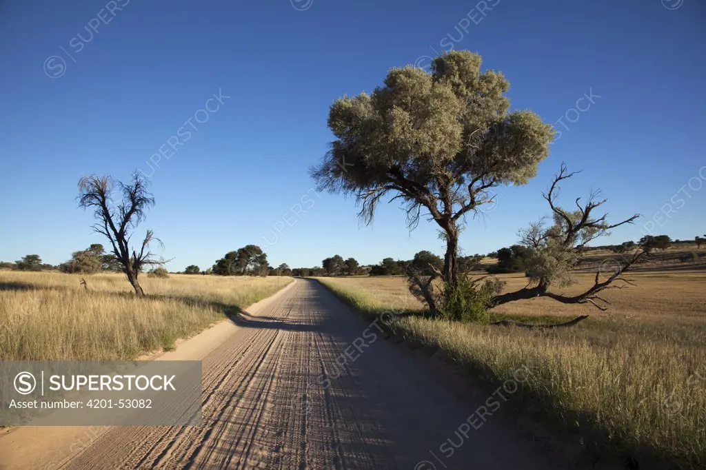 Acacia (Acacia sp) along dirt road, Kalahari, South Africa