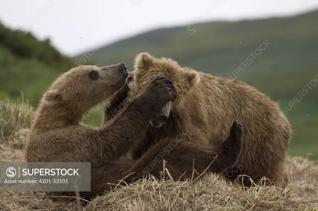 Brown Bear (Ursus arctos) cubs playing, Kamchatka, Russia