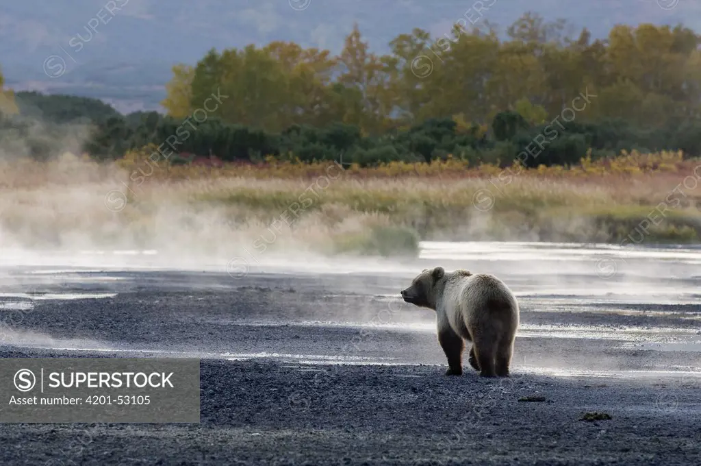 Brown Bear (Ursus arctos) walking along steaming river, Kamchatka, Russia