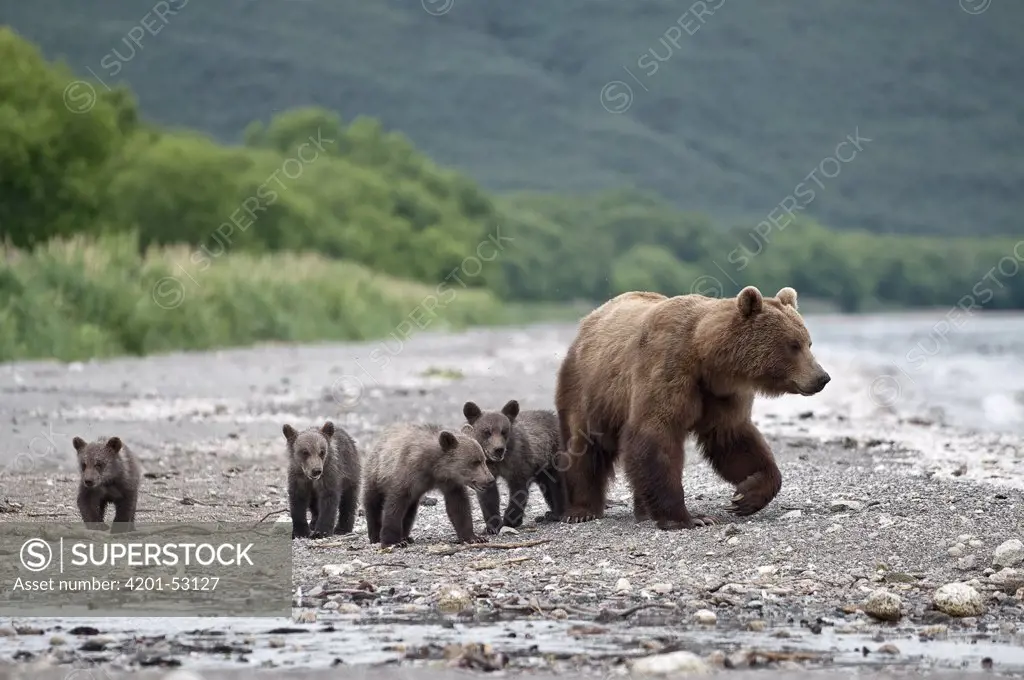 Brown Bear (Ursus arctos) mother and four cubs, Kamchatka, Russia