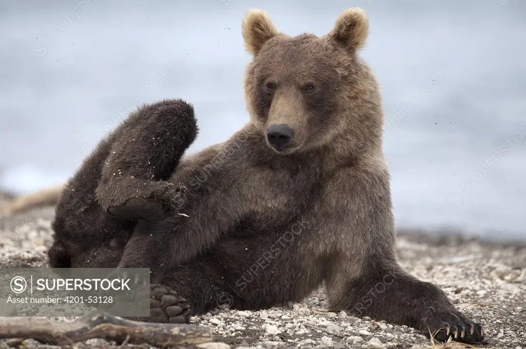 Brown Bear (Ursus arctos) cub resting on riverbank, Kamchatka, Russia
