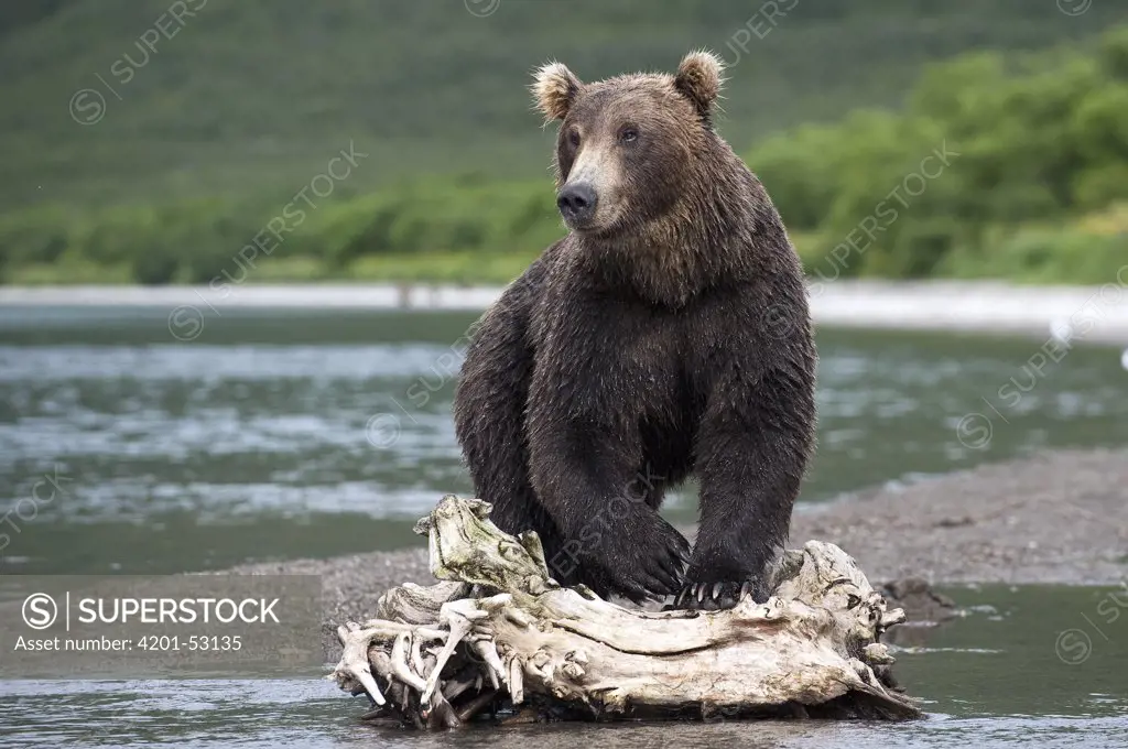 Brown Bear (Ursus arctos) on the lookout, Kamchatka, Russia