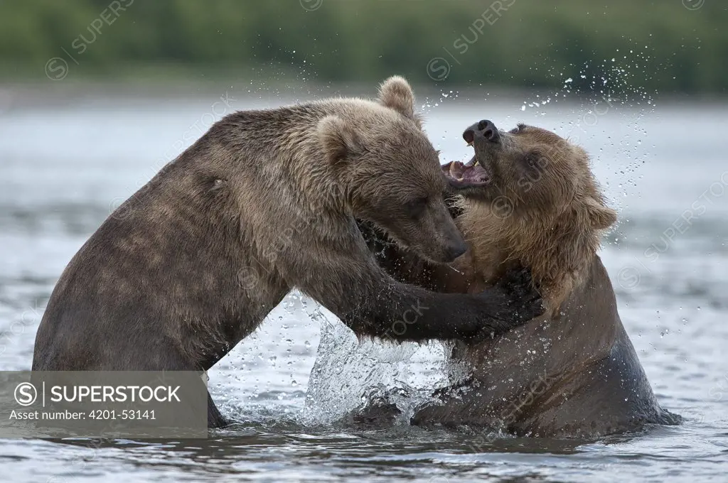 Brown Bear (Ursus arctos) pair fighting, Kamchatka, Russia