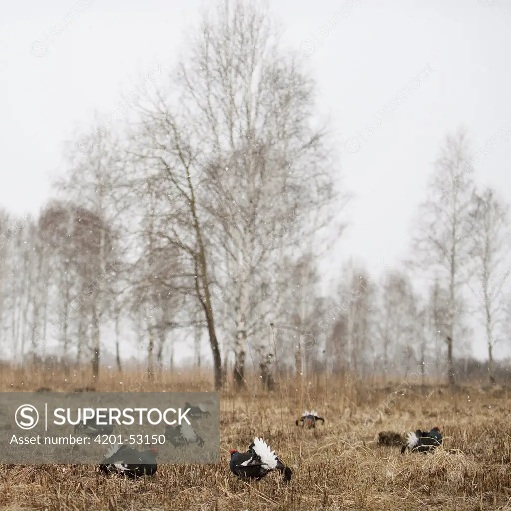 Black Grouse (Tetrao tetrix) males on lek, displaying, Kamchatka, Russia