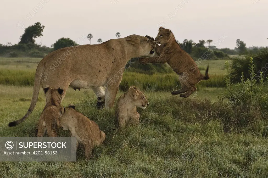African Lion (Panthera leo) cubs playing with female, Botswana