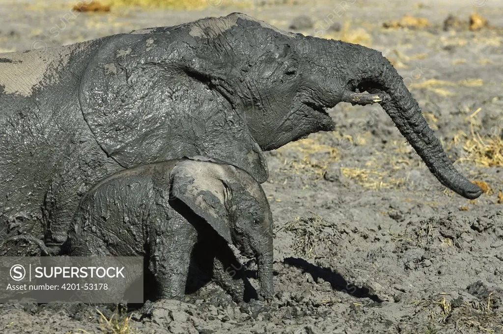 African Elephant (Loxodonta africana) and calf mud bathing, Botswana