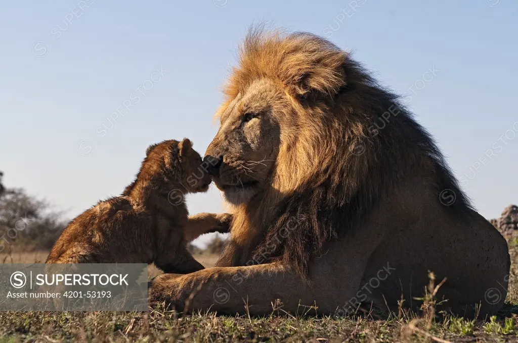 African Lion (Panthera leo) cub nuzzling against male, Botswana