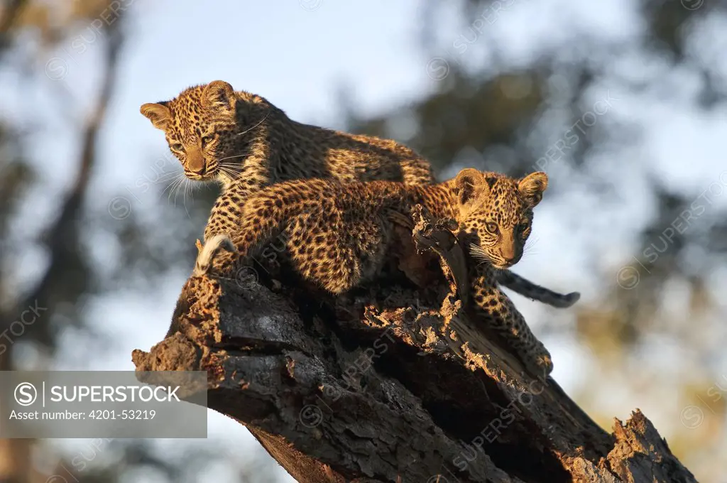 Leopard (Panthera pardus) cubs on tree stump, Botswana