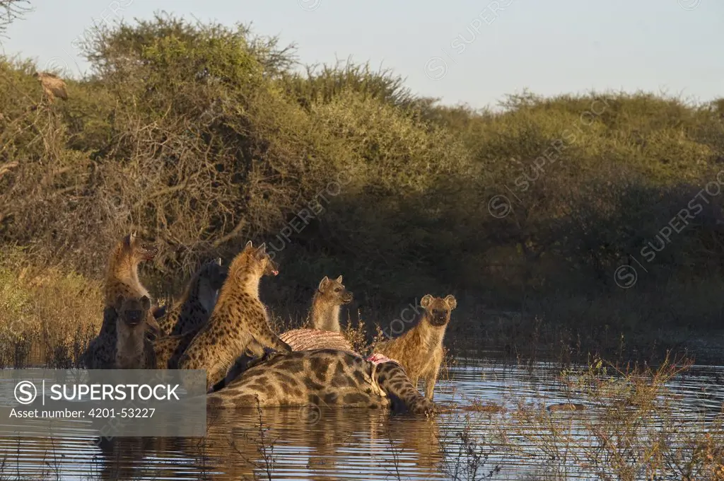 Spotted Hyena (Crocuta crocuta) group in shallow water with zebra carcass, Botswana