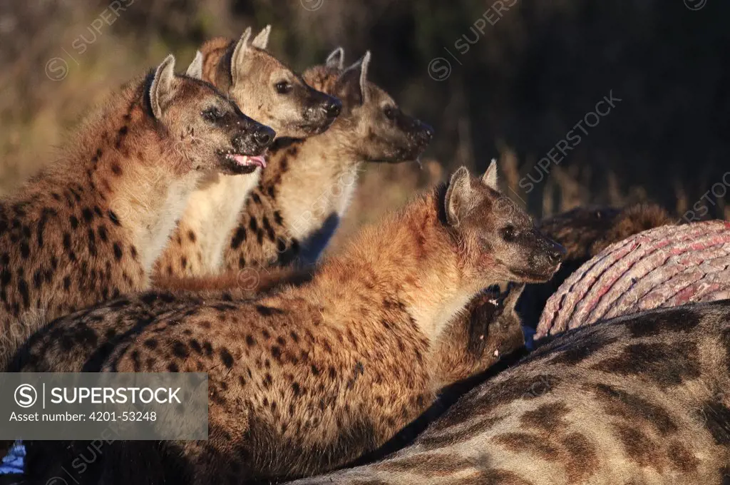 Spotted Hyena (Crocuta crocuta) pack at giraffe carcass, Botswana