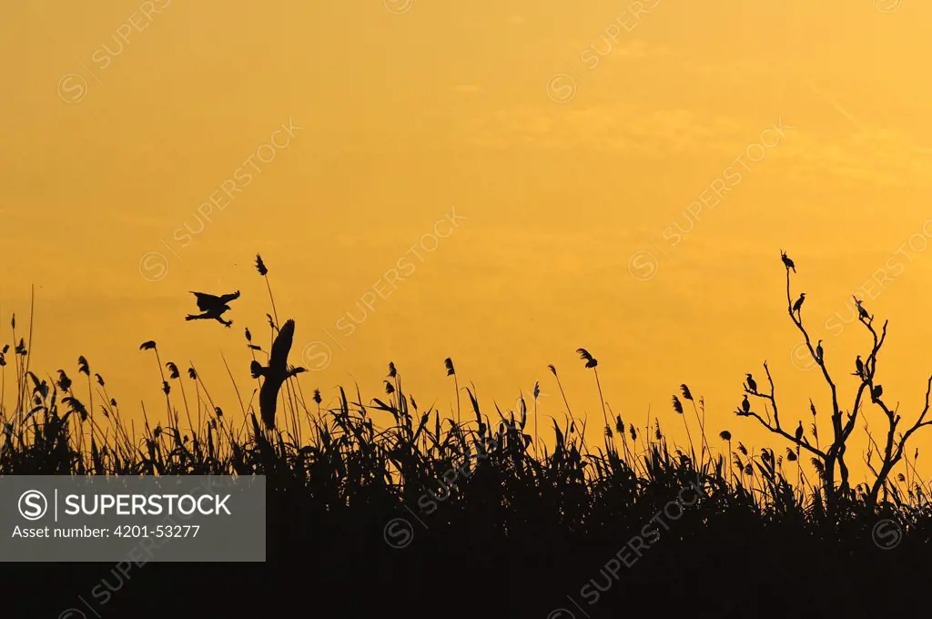 Osprey (Pandion haliaetus) chasing Cormorant (Phalacrocoracidae) at sunset, Volga Delta, Russia