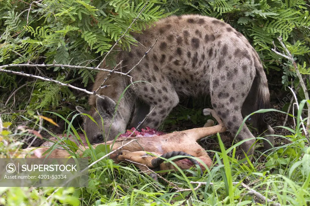 Spotted Hyena (Crocuta crocuta) scavenging carcass, Botswana
