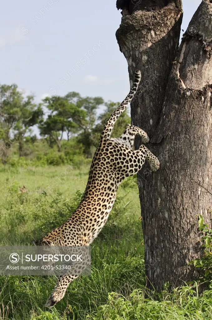 Leopard (Panthera pardus) jumping down from tree, Botswana