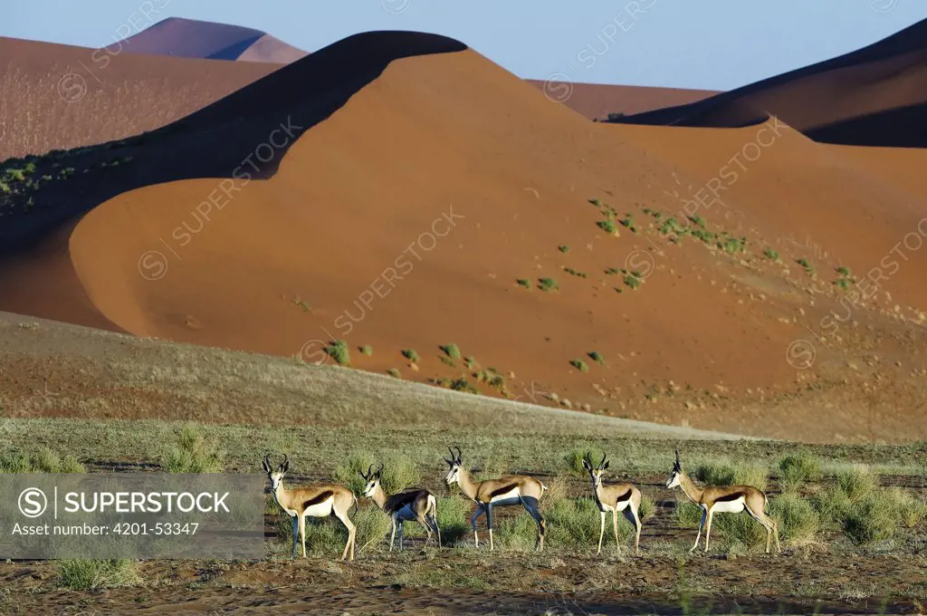 Springbok (Antidorcas marsupialis) herd in desert sand dunes, Namib Desert, Namibia