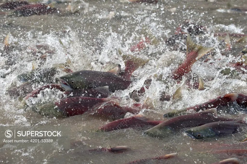 Sockeye Salmon (Oncorhynchus nerka) group spawning in shallow water, Kamchatka, Russia