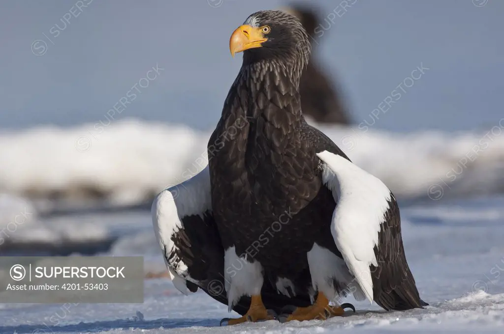 Steller's Sea Eagle (Haliaeetus pelagicus) displaying, Kamchatka, Russia