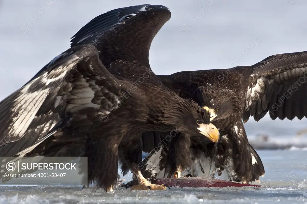 Steller's Sea Eagle (Haliaeetus pelagicus) juveniles fighting over food, Kamchatka, Russia