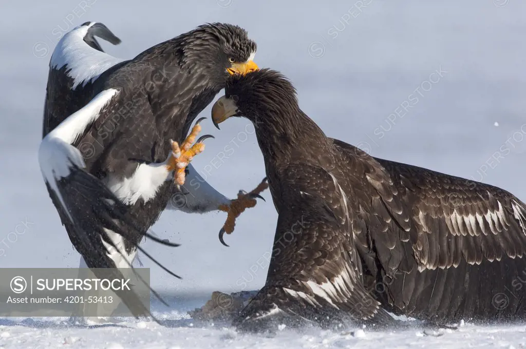 Steller's Sea Eagle (Haliaeetus pelagicus) adult and juvenile fighting, Kamchatka, Russia