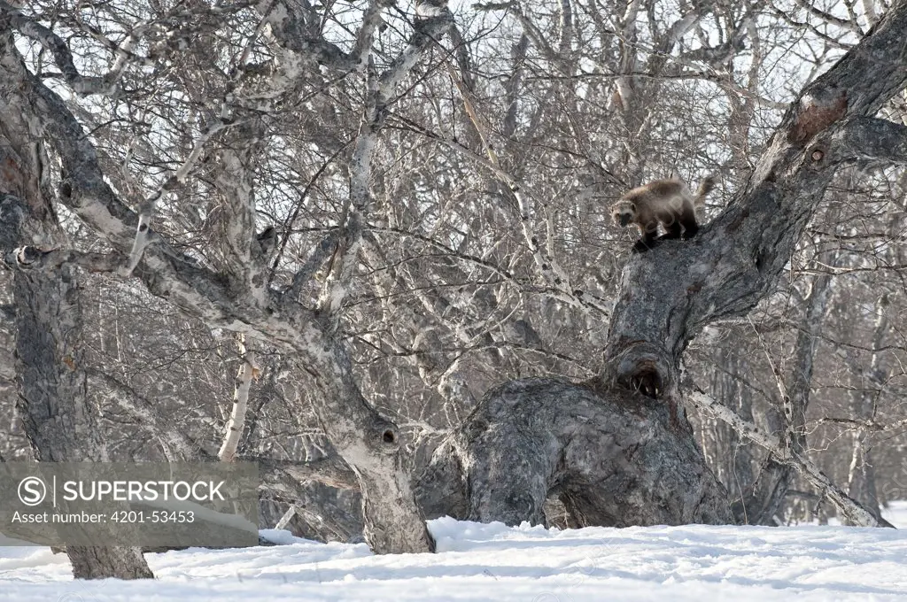Wolverine (Gulo gulo) on tree, Kamchatka, Russia