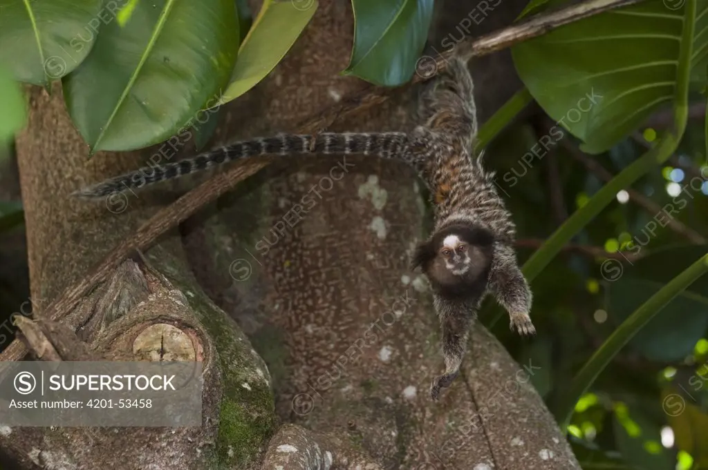 Common Marmoset (Callithrix jacchus) hanging from tree, Sugarloaf Mountain, Rio de Janeiro, Brazil
