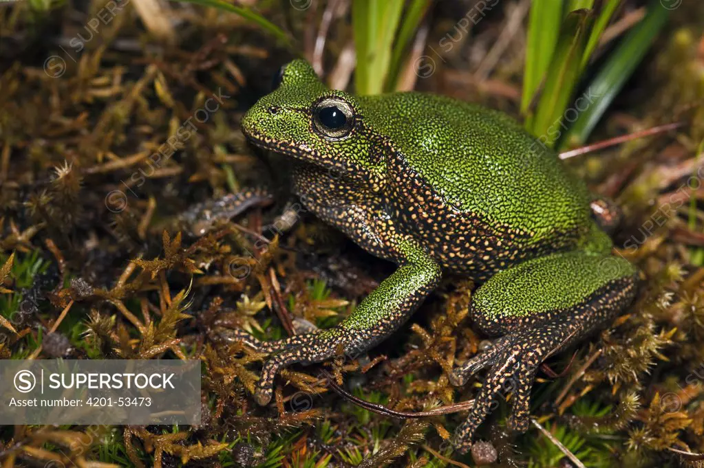 Marsupial Frog (Gastrotheca sp), a newly discovered species, Podocarpus National Park, Ecuador