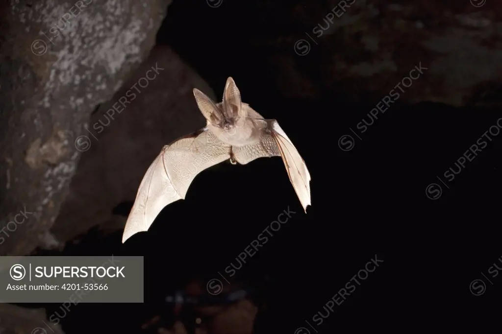 Townsend's Big-eared Bat (Corynorhinus townsendii) flying out of cave, Craters of the Moon National Monument, Oregon