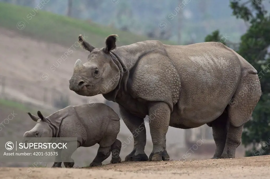 Indian Rhinoceros (Rhinoceros unicornis) mother and calf, native to Asia
