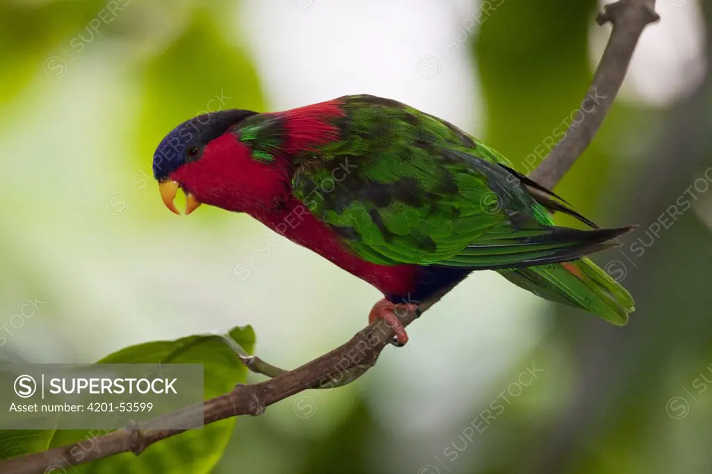 Collared Lory (Phigys solitarius) sub-adult molting to adult plumage, native to Fiji