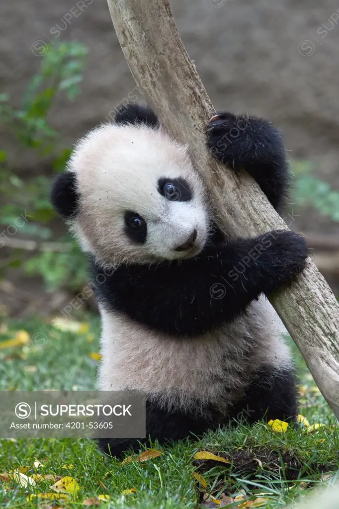 Giant Panda (Ailuropoda melanoleuca) cub, native to China