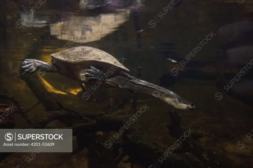 Roti Island Snake-necked Turtle (Chelodina mccordi) swimming underwater, native to Roti Island, New Guinea