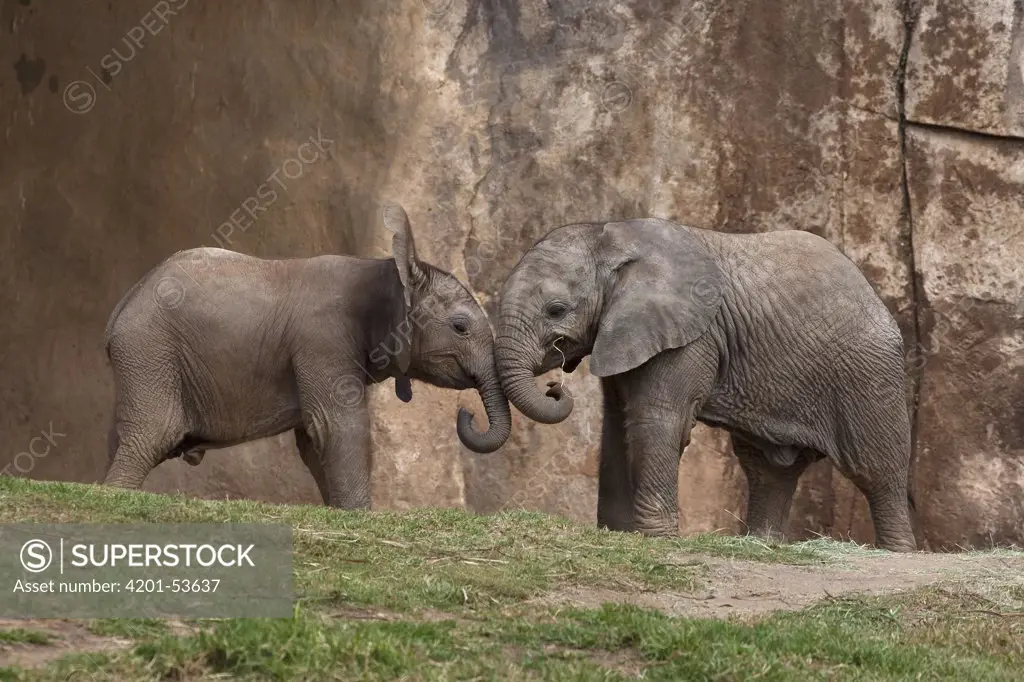 African Elephant (Loxodonta africana) calves nuzzling, native to Africa
