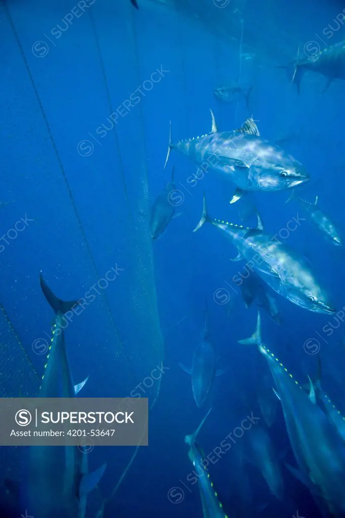 Atlantic Bluefin Tuna (Thunnus thynnus) shoal getting corralled in fishing net, Mediterranean Sea of the coast of Turkey