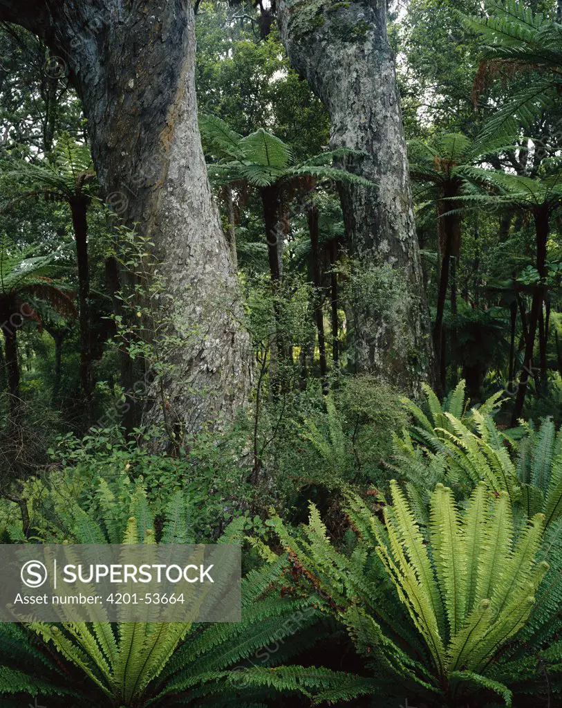 New Zealand Red Pine (Dacrydium cupressinum) and Crown Ferns (Blechum discolor), Ruggedy Range, Rakiura National Park, New Zealand
