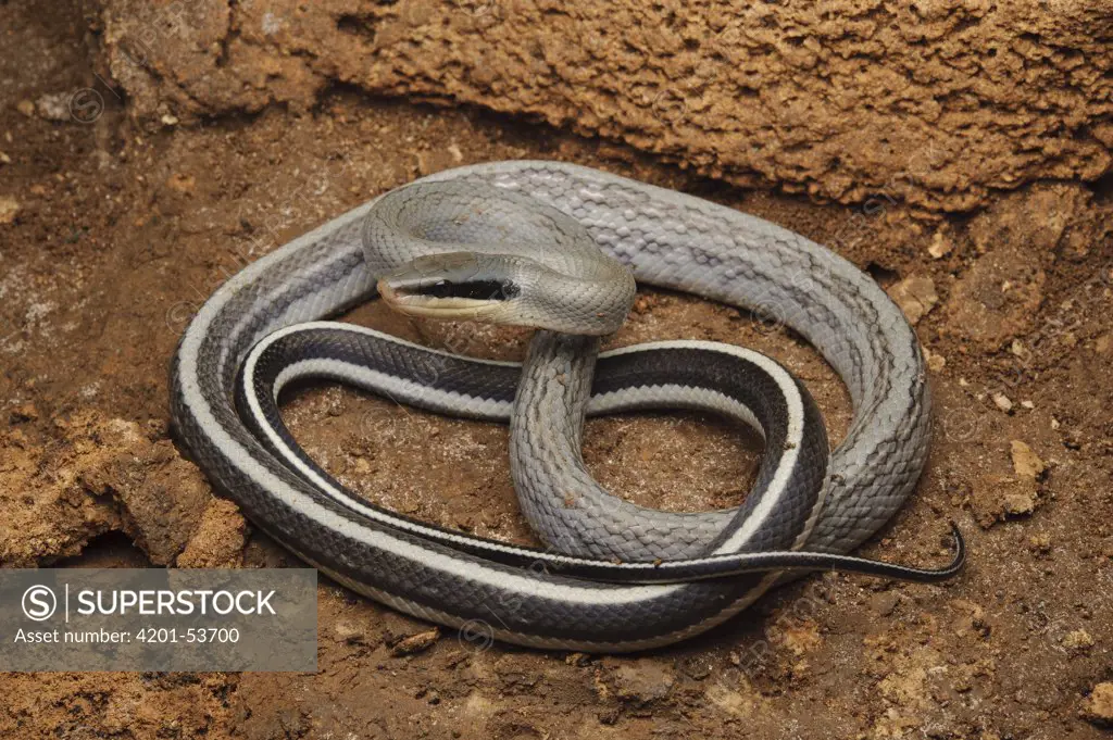 Taiwan Beauty Snake (Elaphe taeniura), Gunung Mulu National Park, Malaysia