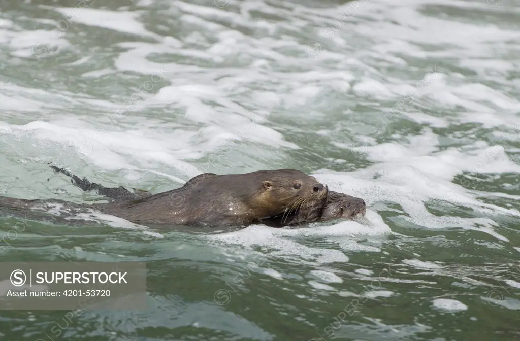 Marine Otter (Lontra felina) mother carrying pup, Chiloe Island, Chile