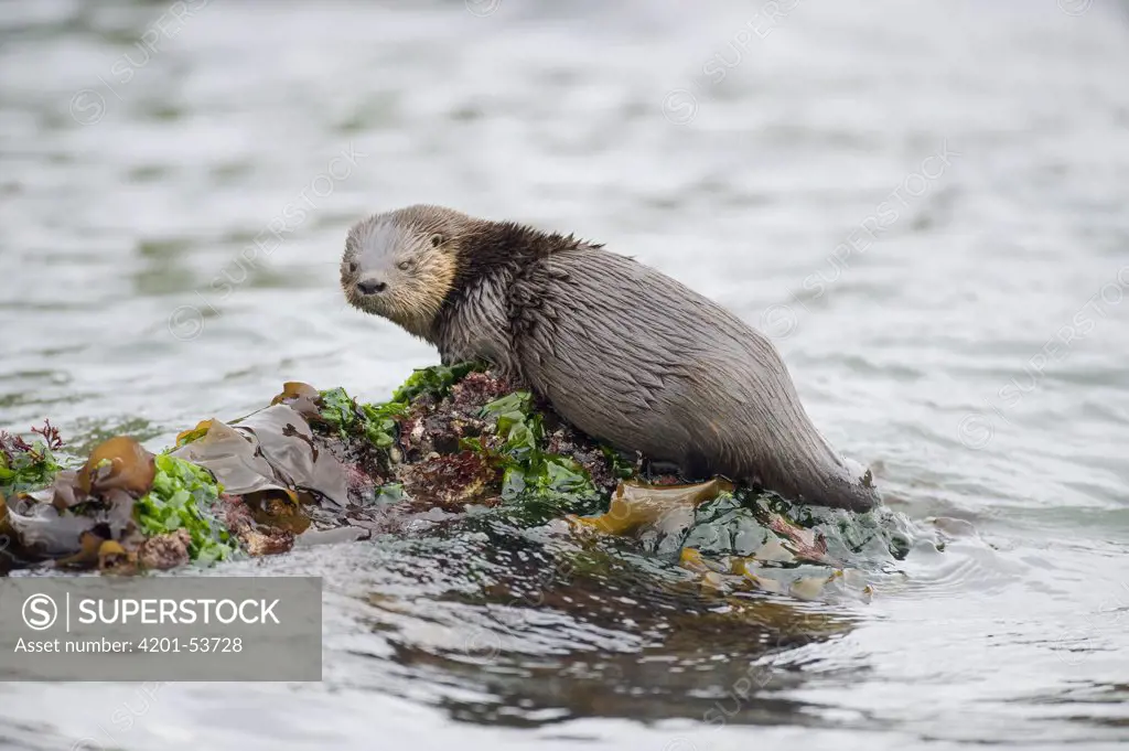Marine Otter (Lontra felina) resting on kelp-covered rocks, Chiloe Island, Chile