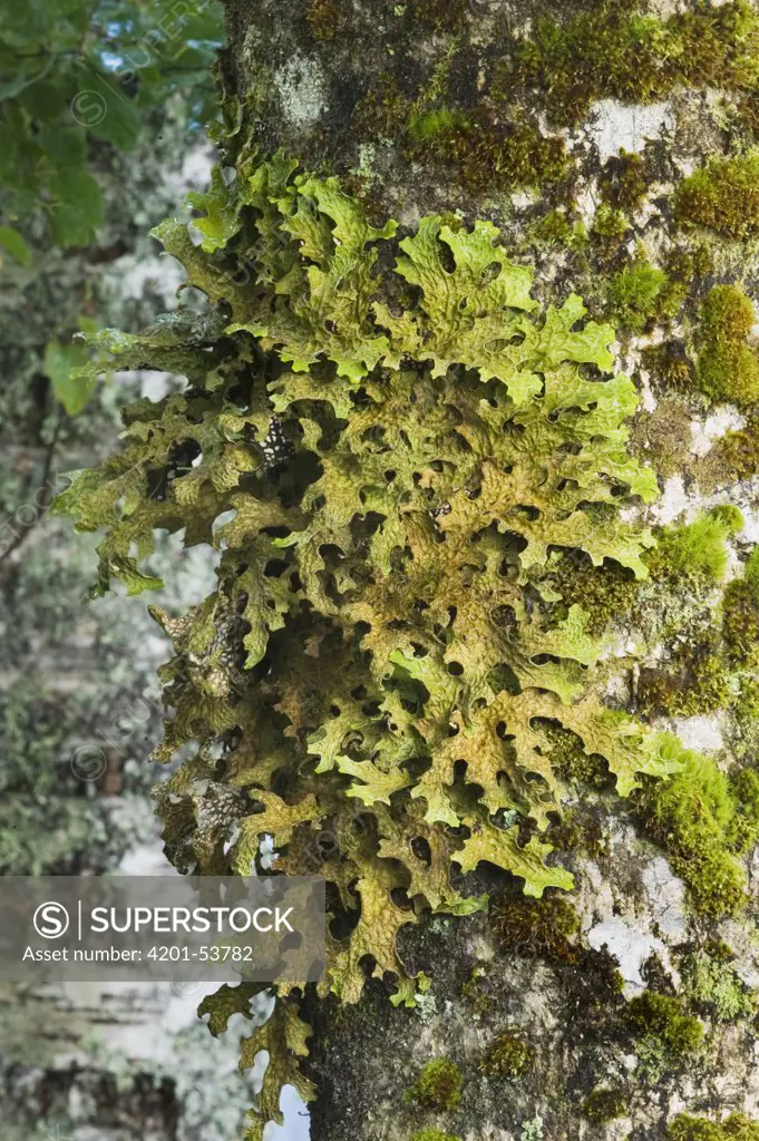 Lung Lichen (Lobaria pulmonaria), Nordfjord, Norway