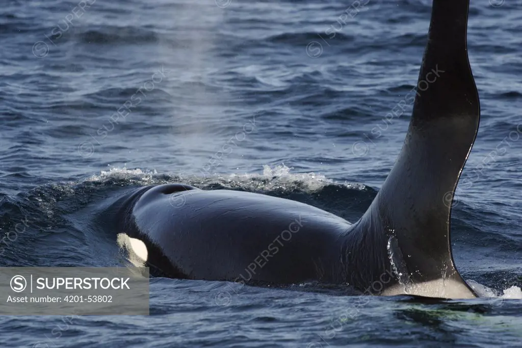 Orca (Orcinus orca) male surfacing, Prince William Sound, Alaska
