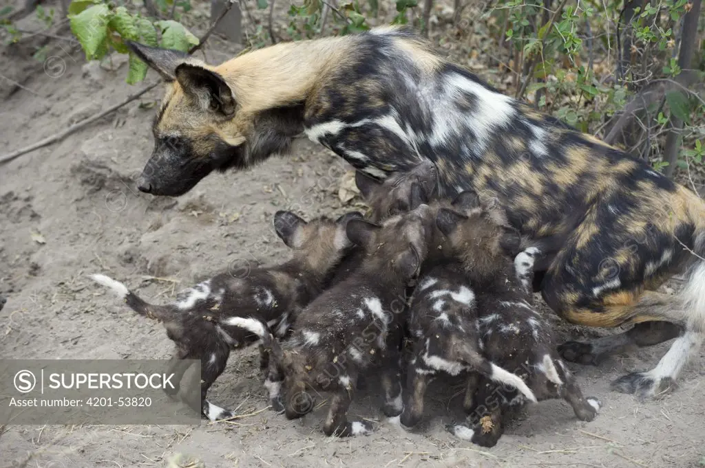 African Wild Dog (Lycaon pictus) mother with six week old pups, northern Botswana