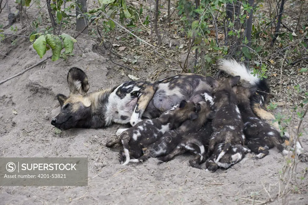 African Wild Dog (Lycaon pictus) mother suckling six week old pups, northern Botswana