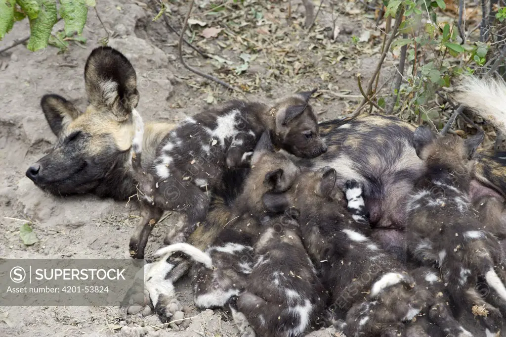 African Wild Dog (Lycaon pictus) mother suckling five week old pups, northern Botswana